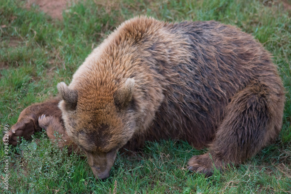 Fototapeta premium Brown bear in Cabarceno Natural Park, Spain