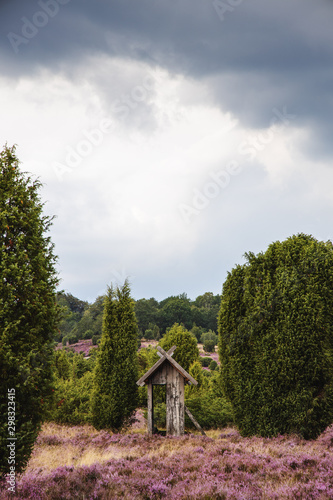 Lüneburger Heide - Heideblüte