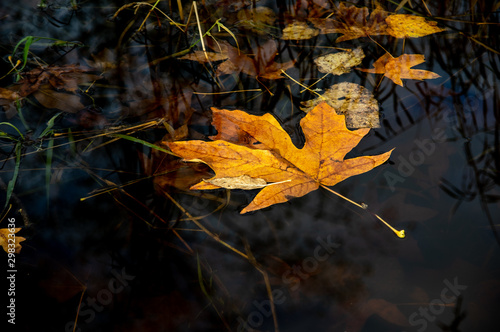 Maple leaf floating in water with sky and tree reflections