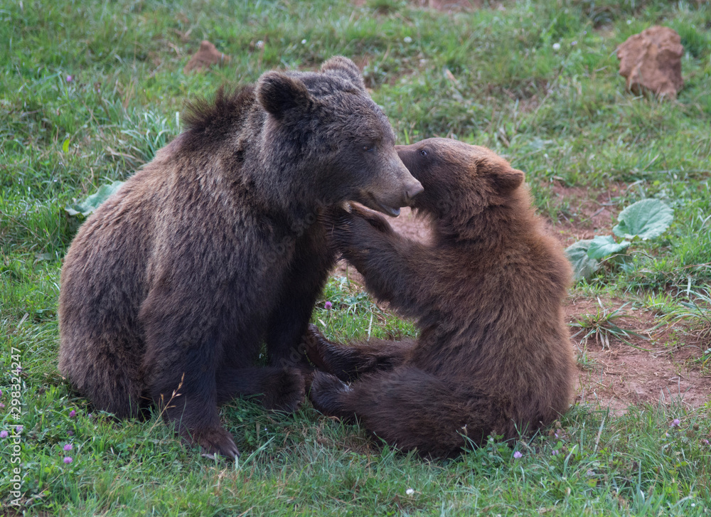 Brown bears playing in Cabarceno Natural Park, Spain Brown bears playing in Cabarceno Natural Park, Spain