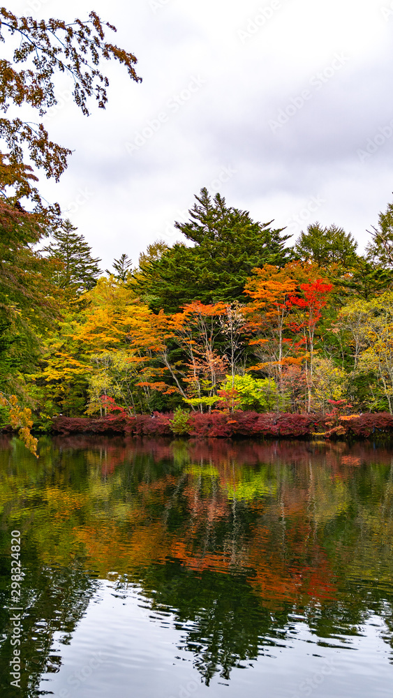 Fototapeta premium 軽井沢の紅葉 雲場池 スワンレイク