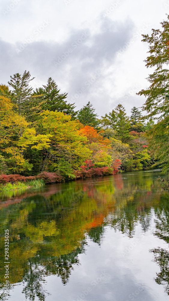 Fototapeta premium 軽井沢の紅葉 雲場池 スワンレイク