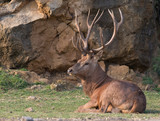deer laying down in cabarceno natural park