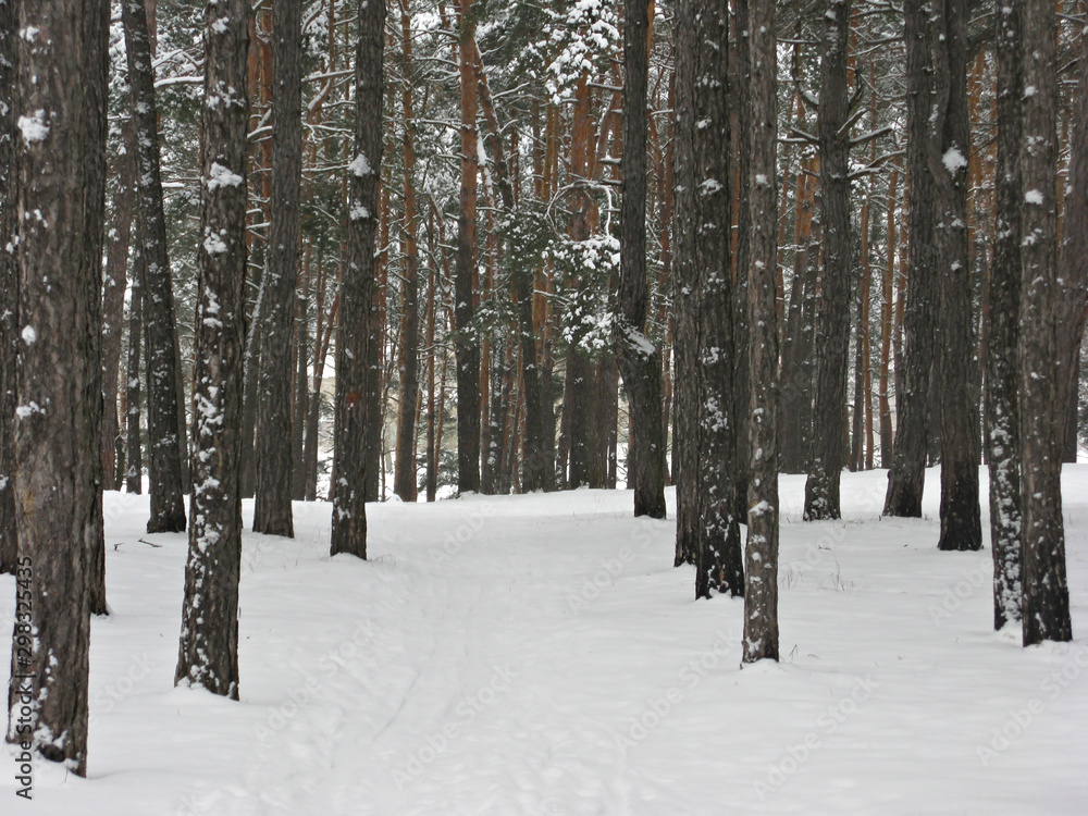Fototapeta premium Forest in winter