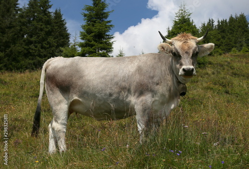 Wallpaper Mural graue kuh mit hörnern. Torontodigital.ca