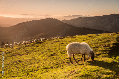 Sheeps eating grass in the mountains in the basque country photo