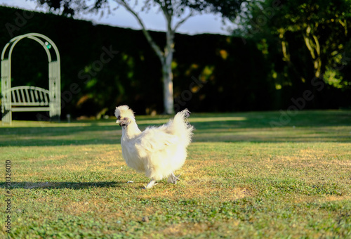 Domestic silkie hen seen looking for food in a dry, summer garden during the evening.
