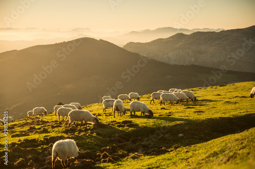 Schilderij op canvas Sheeps eating grass in the mountains in the basque country