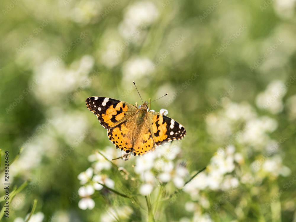 Mariposa vanessa cardui entre las flores Mariposa vanessa cardui entre las flores