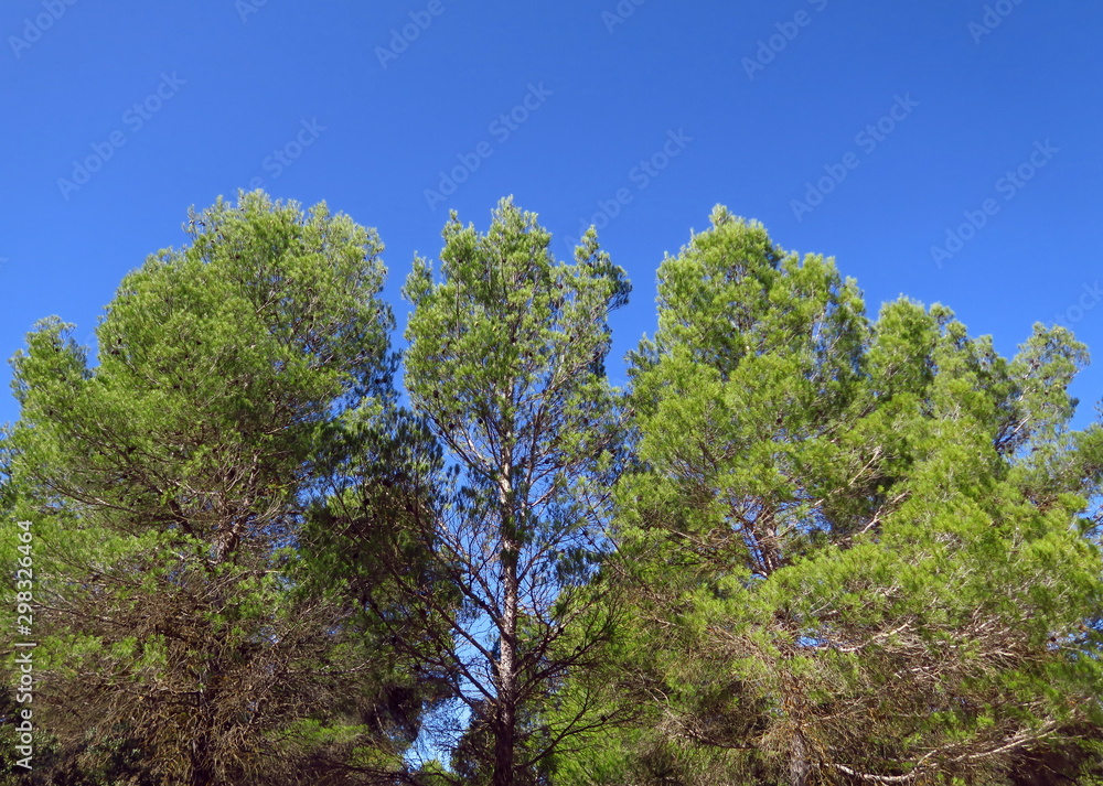 Feuillage de pin parasol et ciel bleu