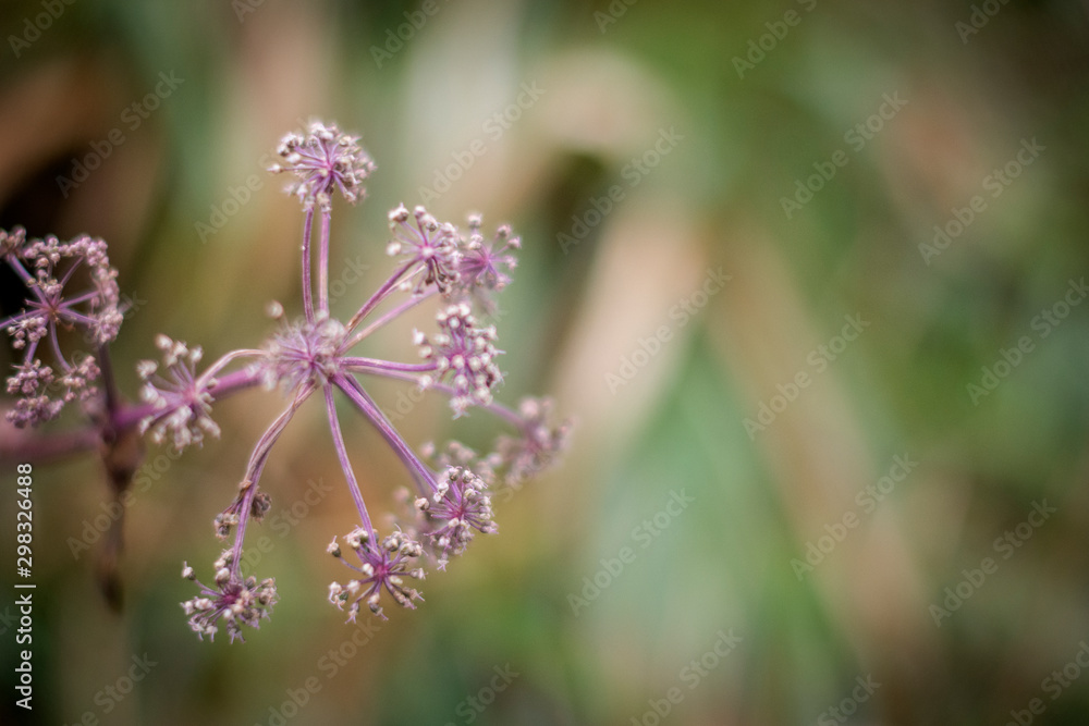 Plants in macro Plants in macro