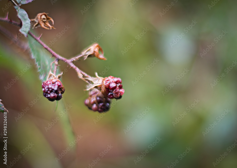 Plants in macro Plants in macro