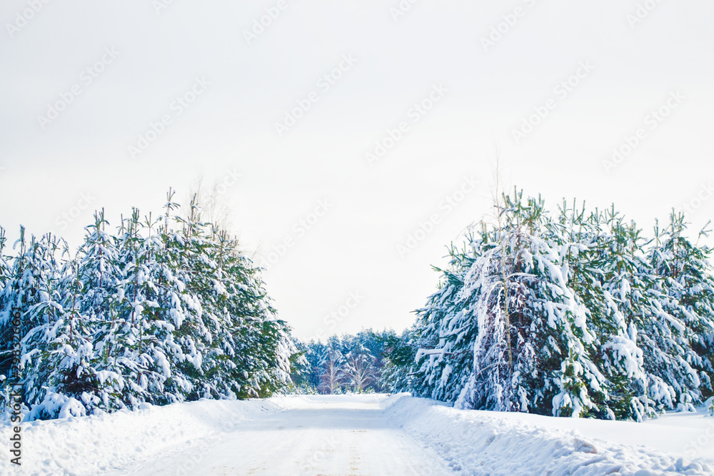 Fototapeta premium Frozen winter forest with snow covered trees.