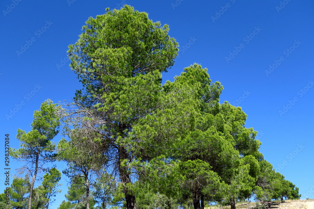 Pin parasol vert et ciel bleu.