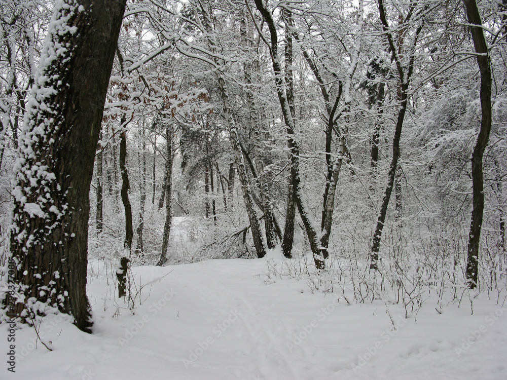 Fototapeta premium Forest in winter