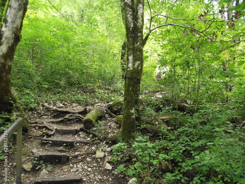 path in the forest