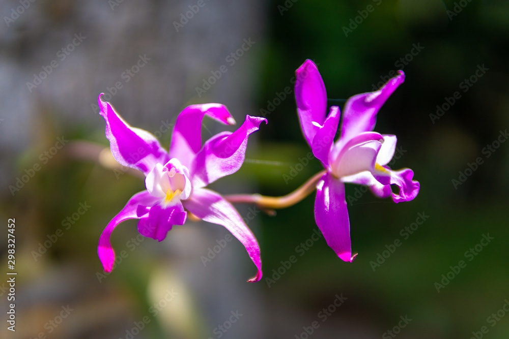 Orchids Orchids