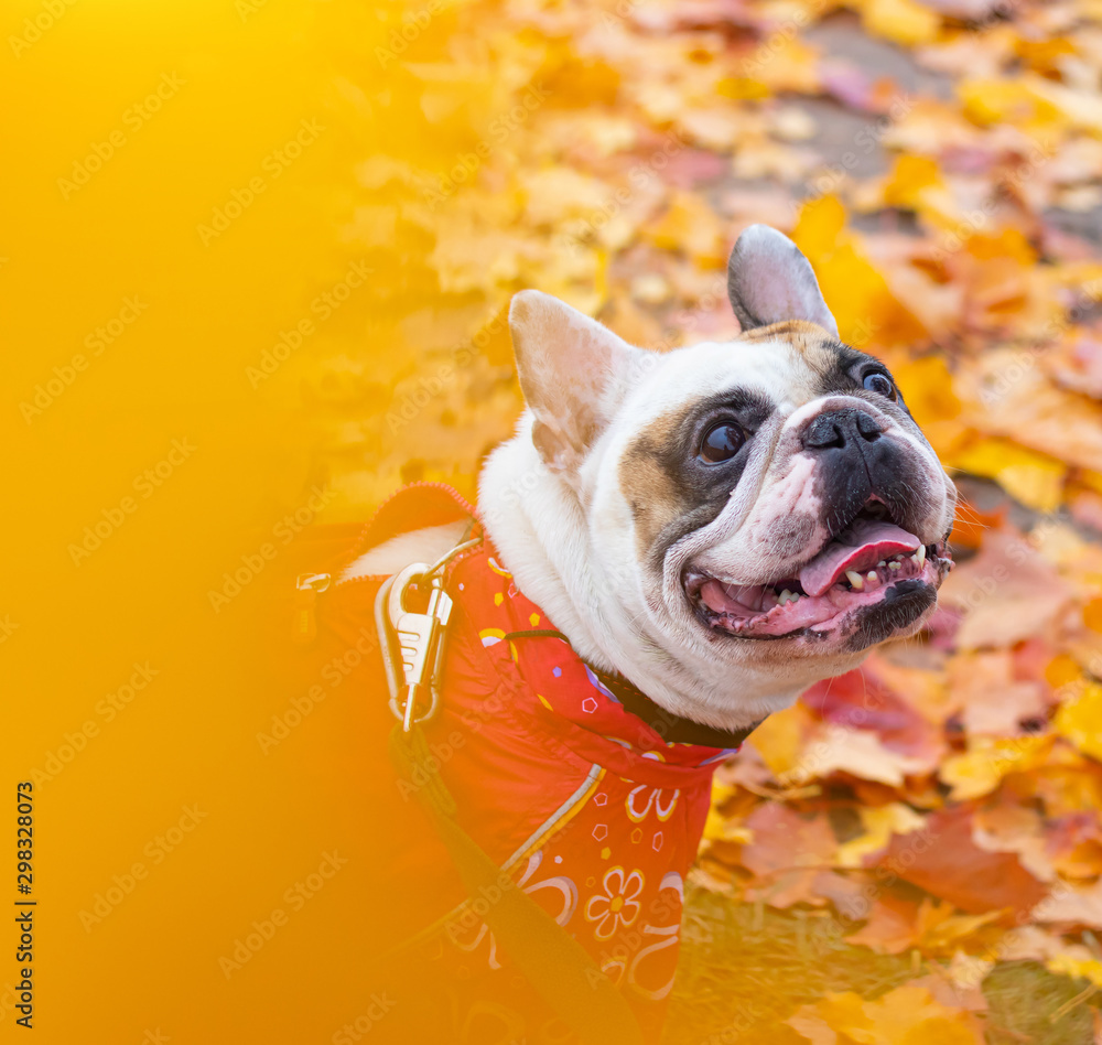 French bulldog in autumn leaves. Smile dog. Dog in overalls for a walk in the park.