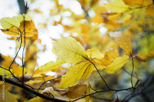 Golden leaves on branches in autumn, shallow depth of field