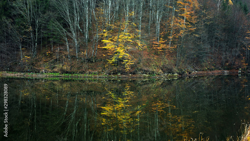 Tree reflection in lake, autumn landscape