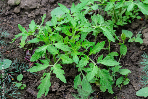 Fresh green organic tomato leaves and plants in a traditional vegetables garden in a summer day, selective focus