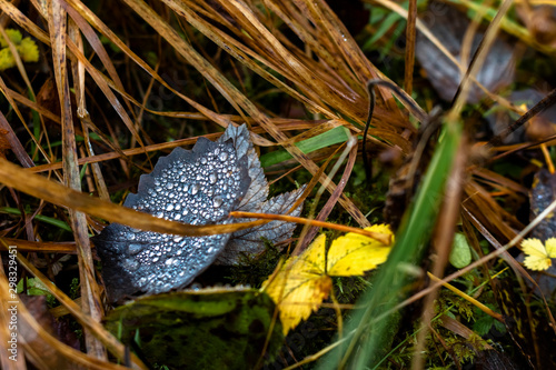 Autumn leaves with dew drops between grasses on the forest floor in autumn