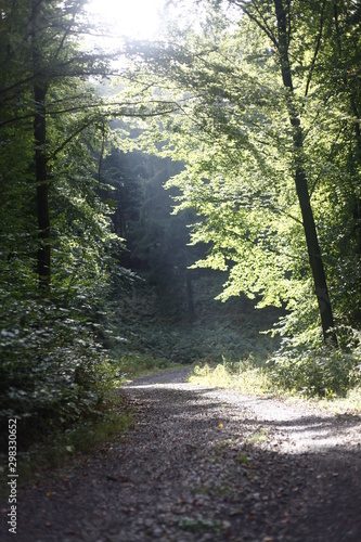 Waldweg an sonnigem Tag photo