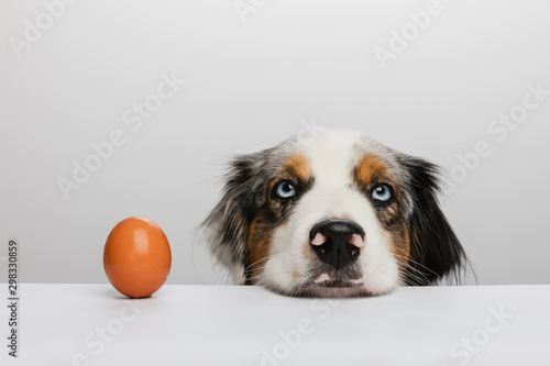 Australian Shepherd - Ei