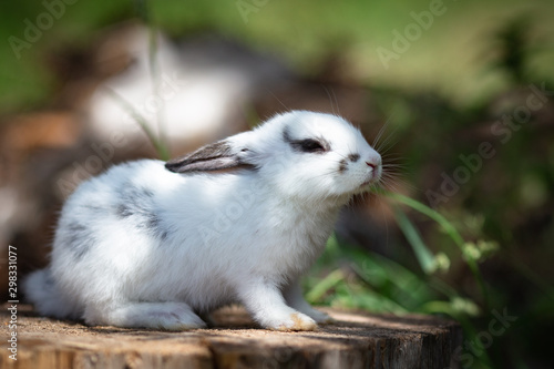 white rabbit on a stump © Ирина Разумова