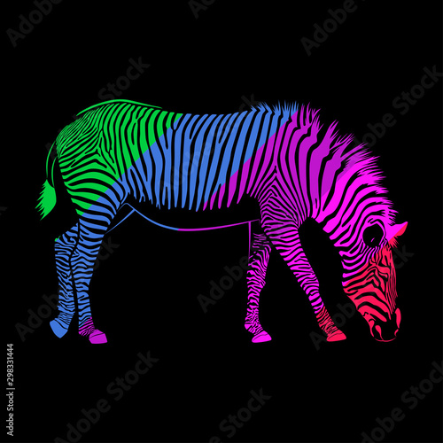 Colorful striped Zebra isolated on black background