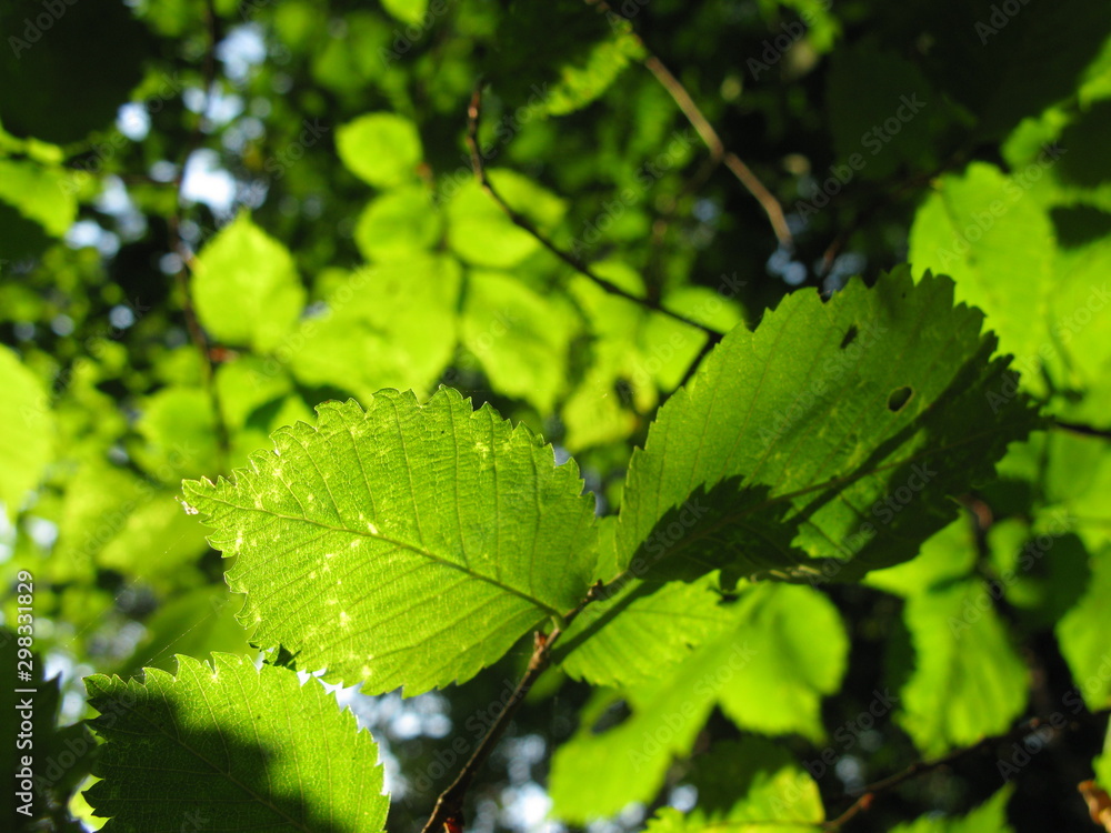 Leaves in beams of light Leaves in beams of light