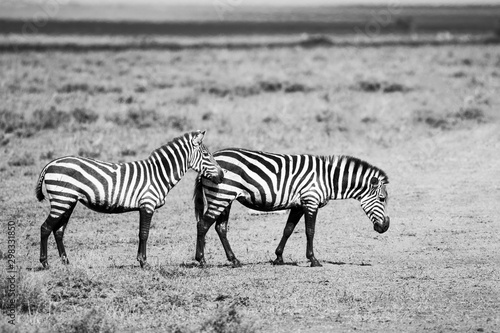 Black and white photo of two zebras in African plains