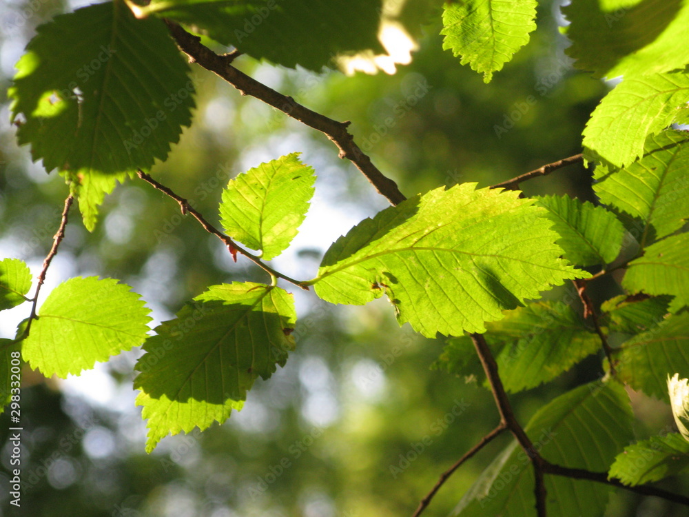 Leaves in beams of light Leaves in beams of light
