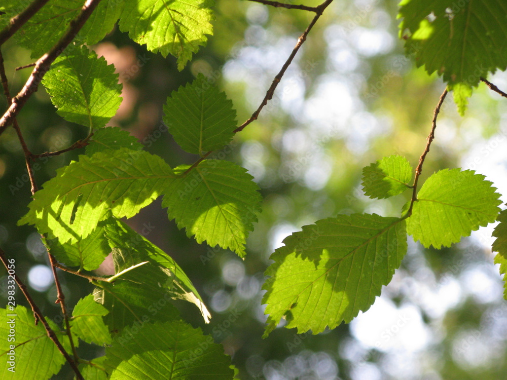 Leaves in beams of light Leaves in beams of light