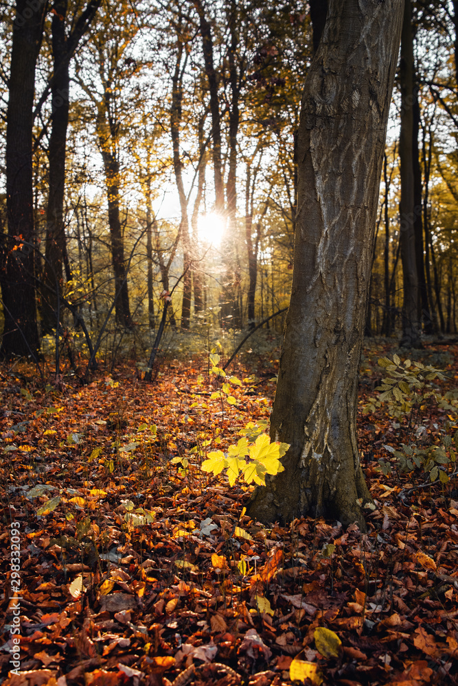 Peaceful evening sunlight in a empty beech tree forest with autumn leaves and sunset glow. National Park Harz, Germany