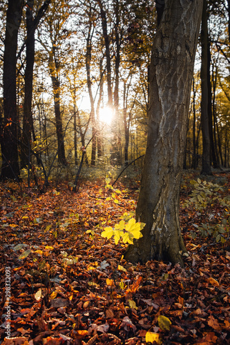 Peaceful evening sunlight in a empty beech tree forest with autumn leaves and sunset glow. National Park Harz  Germany
