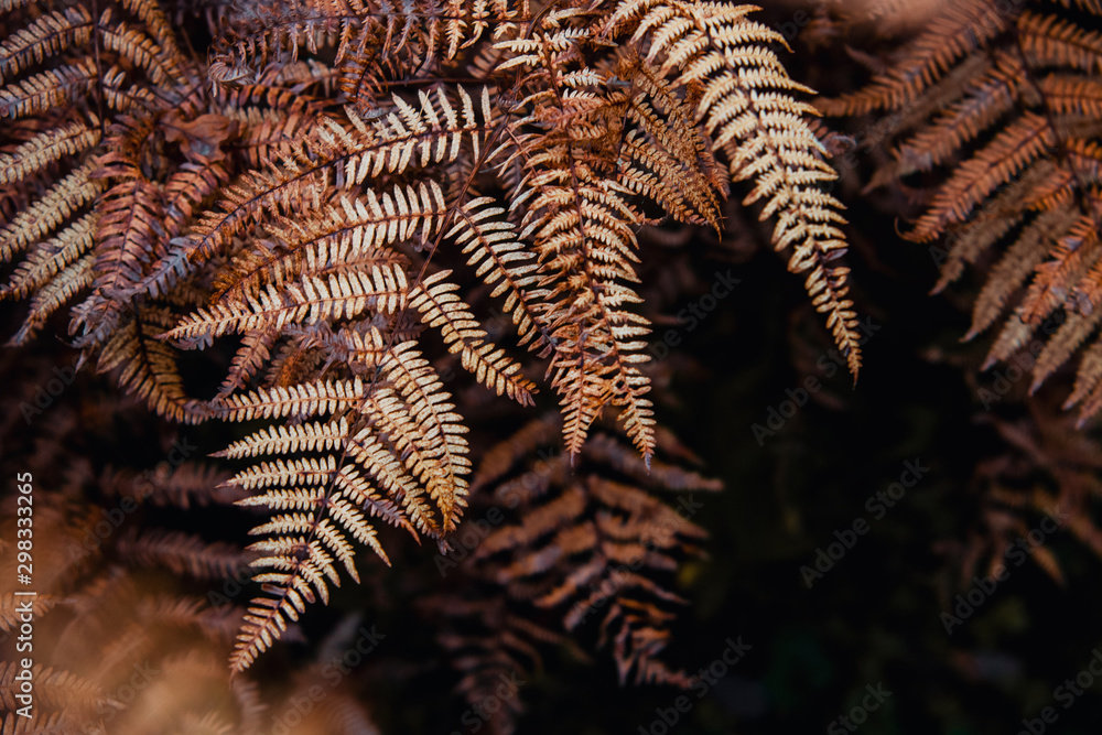 Moody brown autumn colored fern with black background in a moody forest. National Park Harz, Germany