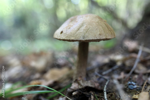 Brown leccinum pseudoscabrum mushroom