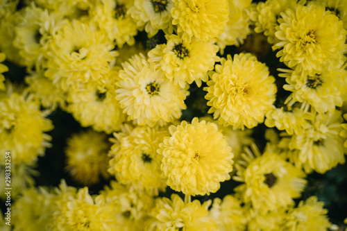 Blume gelb  1 © Steffen