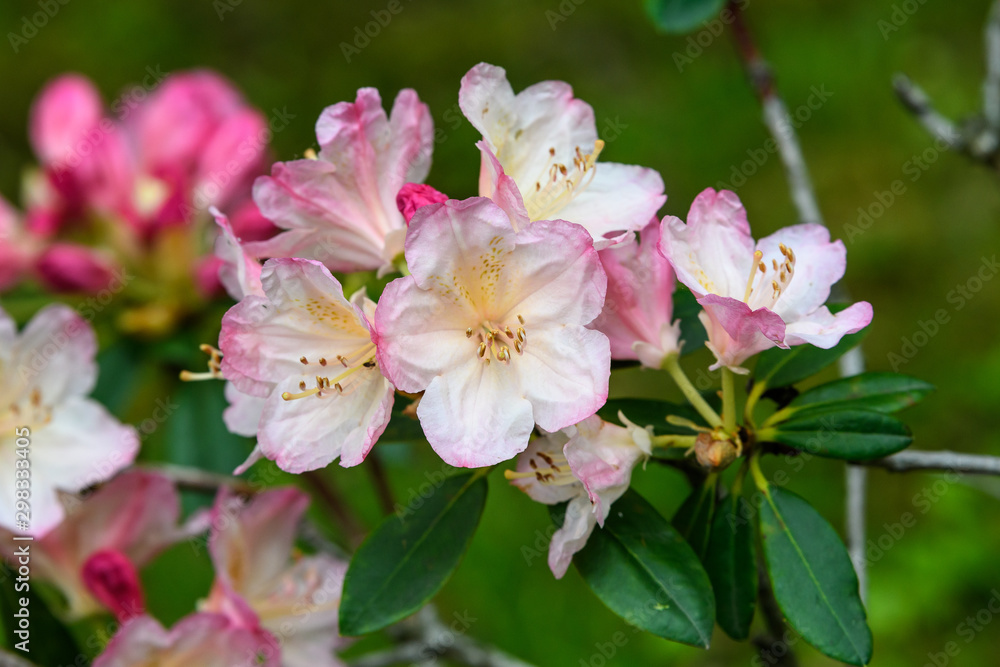 Close up of white pink azalea or Rhododendron flowers in a sunny spring garden Close up of white pink azalea or Rhododendron flowers in a sunny spring garden