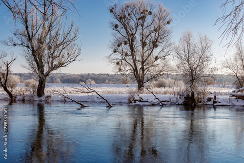 Winter landscape of river in sunny morning. Snow covered riverside with tall trees against deep blue sky in sunlight