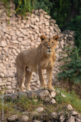lioness standing on rocks and grass portrait