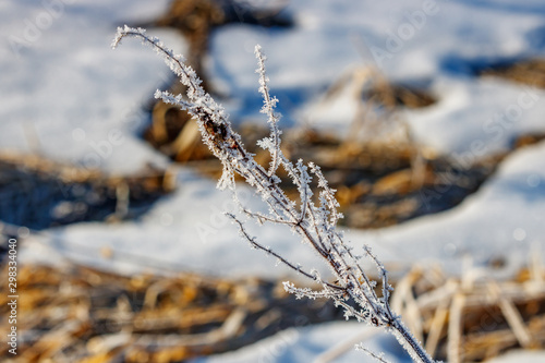 Frozen stem of dry plant with ice crystals in sunlight against snow covered field