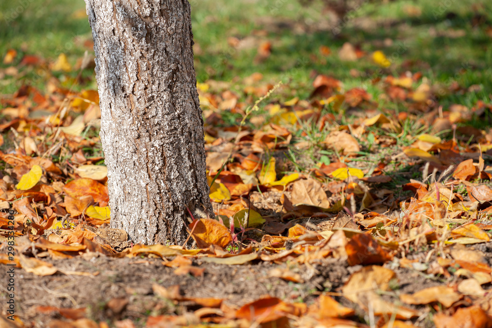 Fallen autumn leaves on grass in sunny morning light, toned photo. Fallen autumn leaves on grass in sunny morning light, toned photo.