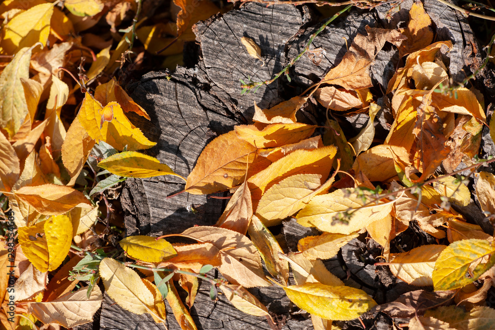 Fallen autumn leaves on grass in sunny morning light, toned photo. Fallen autumn leaves on grass in sunny morning light, toned photo.