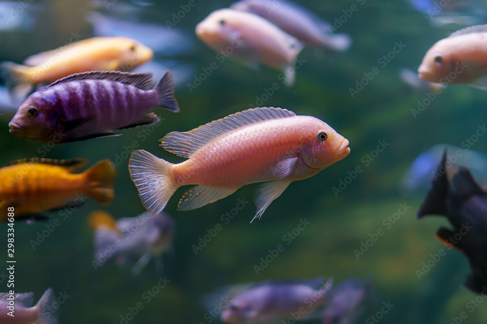 Fototapeta premium Underwater photo of school of beautiful colorful cichlid fish in Malawi lake, Africa.