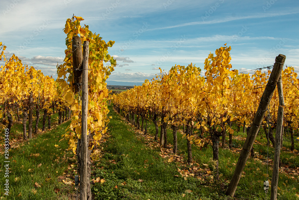 Naklejka premium Vignoble d'Alsace