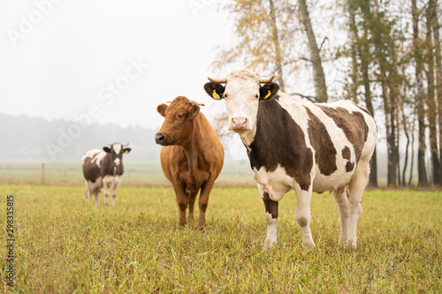 cows grazing in the meadow