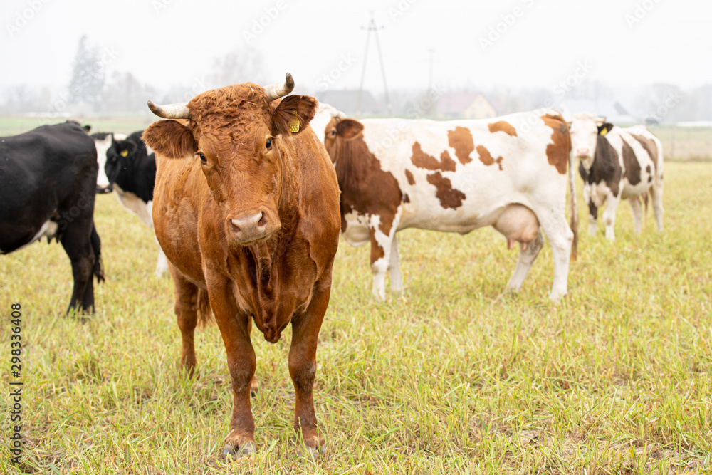 cows grazing in the meadow