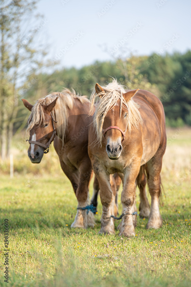Fototapeta premium horses in the meadow